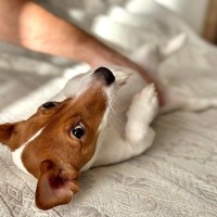 犬の『おなら』が臭い理由3つ　ニオイがキツくなってしまう原因や病気の可能性まで