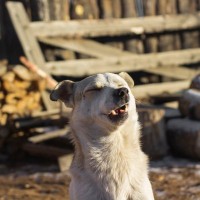 犬の『くしゃみ』放っておいて大丈夫？放置してはいけない危険なサインとは