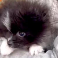 生まれて初めて『外の世界』を見た赤ちゃん犬→抱っこしていたら、怖がってしまい…あまりにも尊い反応が7万再生「内弁慶」「好きになっちゃう」