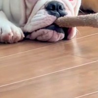 『葉巻吸ってるやろｗｗ』子犬に木のおもちゃを与えてみたら…生後7ヶ月とは思えない『悪すぎる顔』が75万再生「ボス感ｗ」「敬語使っちゃう」