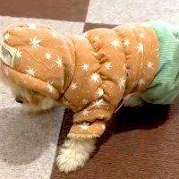初めて『服』を着た子犬→バランスが取れず、コテンと転んで…ぬいぐるみにしか見えない光景が330万再生「お人形さん？」「おもちゃみたいｗ」