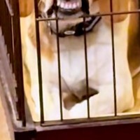 犬が人間のご飯を欲しがるので、仕方なくケージに入れた結果→ふと後ろを覗くと…まさかの『ブチギレ顔』に爆笑「不満そうｗ」「死ぬほど笑った」