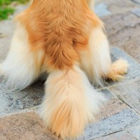 犬の『しっぽの動き』で分かる心理4つ　感情を読み取るために注目すべきポイントとは？