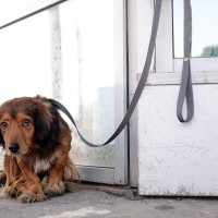 犬との関係性が悪化する『絶対NG行為』5選　愛犬からの信頼を失う飼い主の行動とは？
