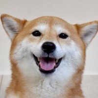 犬を『世界で一番幸せにする』方法4選　愛犬の幸福度を高めるために必ず知っておくべきこととは？