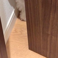 家でトイレ中『ノック音』がしたので、ドアを開けたら犬が…愛おしすぎる『ストーカー行為』に1万いいね「ぜひされたい」「妖精さん」と絶賛