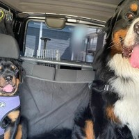 先輩犬の『半分以下のサイズ』だった後輩子犬→2年後、同じ場所で撮影したら…衝撃的な『成長速度』に2万いいね「凄まじい」「さすが大型犬」