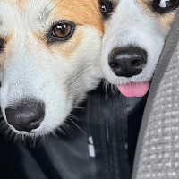 ウキウキ笑顔でドッグランに出かけた2匹の犬→帰りの車内で…人間の子どものような『愛おしい光景』に2万いいね「無邪気すぎ」「癒やされた」