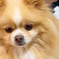 家に『お友達ワンコ』が遊びにきた結果→想像以上にくつろいでいて…愛犬が見せた『ドン引きの表情』に反響「人間みたいｗ」「動揺してて草」