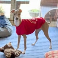 リビングで『おすわり』をする犬→普通に座るのかと思ったら…想定外な『上品すぎる座り方』に絶賛「おててがｗｗ」「お呼びですか？みたいなｗ」