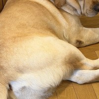 『今日は帰りが遅くなります』と大型犬に伝えた結果→不服そうに…わかりやす過ぎる『表情』に爆笑「飲み会を恨んでる顔だ…」「睨んでて笑った」