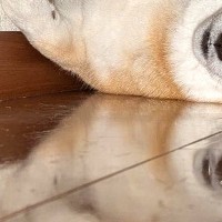 なぜか『ソファの下』で寝たがる犬→どう見ても居心地が悪そうなのに…まさかの『満足げな表情』に2万いいね「気持ちは分かる」「詰まってて草」