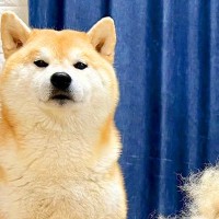 『AI画像かと間違えられるほどの…』換毛期の柴犬をブラッシングした結果→理不尽すぎる光景に1万いいね「もう1匹できそう」「誇らしげで草」
