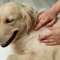 犬の体に『ノミ』を見つけたらどうすべき？絶対にやってはいけないNG行為まで解説