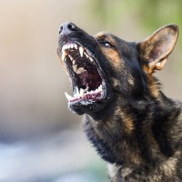 犬が『キレている』ときにみせるサイン５選　怒りが限界に達してしまったらどうなる？適切な対応まで