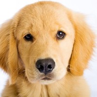 犬に苦痛を与える『優しい虐待』５選　今すぐに改善すべき絶対NG行為まで