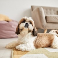 犬が家の中で『好む場所』4選　愛犬が安心できる環境とは？今すぐに改善すべき部屋の状態まで