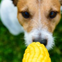 犬に『トウモロコシ』を与えるときのタブー行為５選　絶対NGな食べさせ方や一日の適正量まで