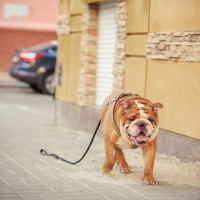 犬が『迷子』になってしまう原因5つ　日頃から飼い主が気をつけるべきことや対策まで