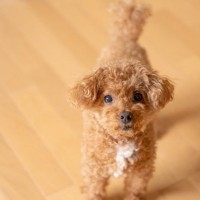 犬が飼い主に『愛情を求めている』サイン5選　どんな行動をみせるの？愛犬に安心感を与えるためにできることまで