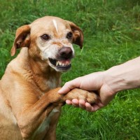 犬を撫でるときの『絶対NG行為』5選　ワンコに恐怖心やトラウマを与える行動とは？