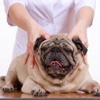 犬が喜ぶ『マッサージ方法』５選　愛犬にリラックスしてもらうための触り方や注意点まで