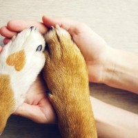 犬と『信頼関係を築く』5つの方法　頼りにされる飼い主の共通点や必要なコミュニケーションまで