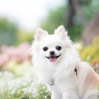 なぜ人間は犬を『可愛い』と感じるの？愛おしすぎるワンコの魅力や癒しの理由まで