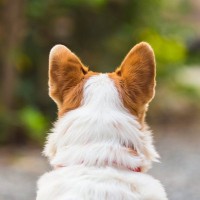 犬が飼い主を『無視する』心理５選　わざとやってる？呼んでも来てくれない理由まで解説