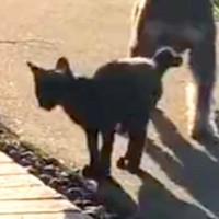 朝、外に出てみると『ひとりぼっちのボロボロ子猫』を発見→犬が近づいていって…まさかの『運命的な出会い』が28万再生「涙出た」現在の様子も