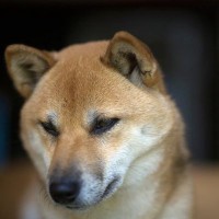『家族が好きじゃない犬』がみせる行動4選　嫌われているかどうかを判断する方法や苦手な人にみせるサインまで