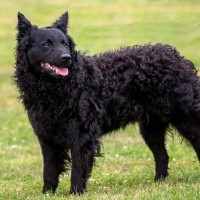 【獣医師監修】ムーディー｜犬種の特徴と性格、飼い方や価格相場まで解説