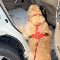 車に乗ろうとする『運動神経が悪い大型犬』→お尻が重すぎて登れずに…『一生懸命な光景』が可愛いと反響「みんな違ってみんないい」「頑張れ！」