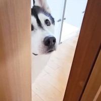 仕事中『猫がいない、一緒に探してほしい』と訴えにきた大型犬→必死に探し続けた結果…愛を感じる行動が37万再生「健気」「ほんと好きなんだ」