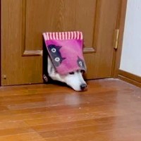 猫用の小さなドアを『自分も通れる』と勘違いした大型犬→どう見てもサイズが…『衝撃的な展開』が42万再生「猫から学んだ犬ｗ」「根性で草」