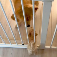 子犬と先住犬が『出会った日』→『仲良くできるかな』と見ていたら、目線を合わせ…優しさに溢れた光景が514万再生「素敵すぎる」「可愛い」