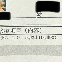 動物病院でもらった『診療明細書』→犬の顔写真も載っていて…まさかの『表情』に11万いいね集まる「最高に可愛いｗ」「履歴書みたいで良い」