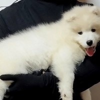 軽々と抱っこできた『体重4キロの子犬』→1年後、同じように撮影した結果…『約5倍に成長した現在』に1万いいね「こんなに成長する？」と驚き