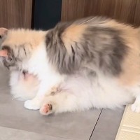 床で寝ていた子犬→子猫が近づいていって…思わずニヤける『容赦ない起こし方』が32万再生「可愛さが渋滞してる」「幸せな空間すぎて吸いたい」