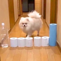 廊下にトイレットペーパーを並べ『犬がジャンプするか』見てみた結果→予想外な『まさかの乗り越え方』が24万再生「逆にすごい」「初めて見た」