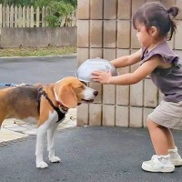 実家に遊びに来た犬→久しぶりに会った『2歳の女の子』がちょっかいを掛けた結果…微笑ましすぎる交流に反響「仲良さそう」「優しさにほっこり」
