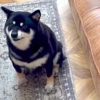 『歌上手いのにｗｗ』パパの歌声にブチギレる犬→高音が嫌なのかと思い、低音で歌った結果…辛辣な光景が83万再生「1番いいところｗ」「爆笑」