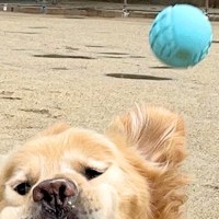 ボールキャッチをする大型犬→見事なまでに失敗してしまい…あまりにも情けない『表情』が15万表示「かわいいｗｗ」「癒されました」と絶賛