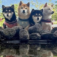 富士山を背景に『犬たちの記念撮影をした』結果→想定以上に『美しく壮大な一枚』に1万いいね「年賀状にしたい」「逆さ柴も素敵すぎる」と絶賛