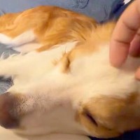 犬を撫でている手を離した瞬間→思った以上にブチギレて…まさかの『殴られてしまう光景』に6万いいね「想像以上に殴ってて草」「いいパンチｗ」