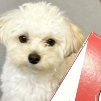 初めて『犬用ピザ』を食べた犬が、突然鳴き出して…心配で調べた結果→『想定もできなかった理由』に5万いいね「可愛すぎる」「ニヤけちゃう」