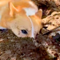 母が庭で『花植え』をしていたら、犬が邪魔をしてきて…想像以上に迷惑な『まさかの行動』に爆笑「伝説のツチノコか…」「大きいモグラで草」