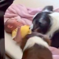 寝ていた赤ちゃんが泣いてしまった結果→2匹の犬が『泣かなくていいよ』と近づき…あまりにも尊い光景が210万再生「愛溢れてる」「最高の姉」