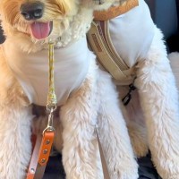 長期旅行の帰りの車内→睡魔と戦っている犬が、限界を迎えて…あまりにも愛おしい『人間のような光景』に悶絶「ずっと見てられる」「可愛すぎ」