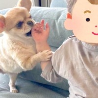 1歳の男の子に『遊ぼう』とお誘いする犬→無視されても、そばを離れなくて…目が合った瞬間の『可愛すぎる反応』に「素敵」「仲良しさん」の声